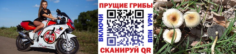 Псилоцибиновые грибы Magic Shrooms  Купить закладки  Североморск 